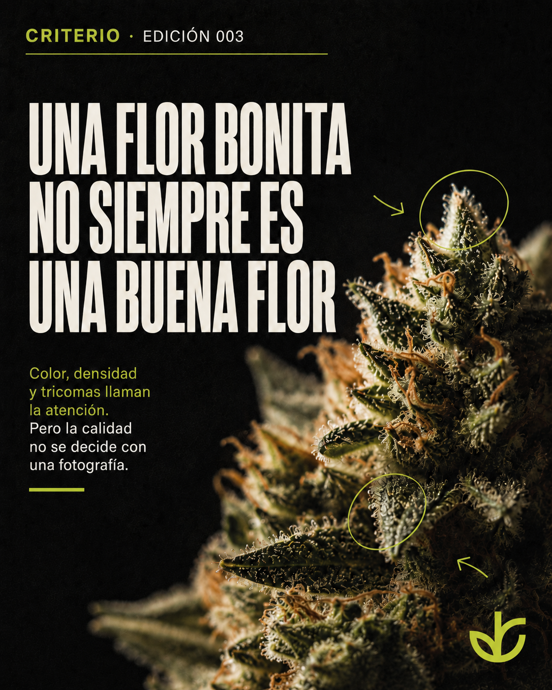 Portada editorial sobre cómo identificar una flor CBD de calidad